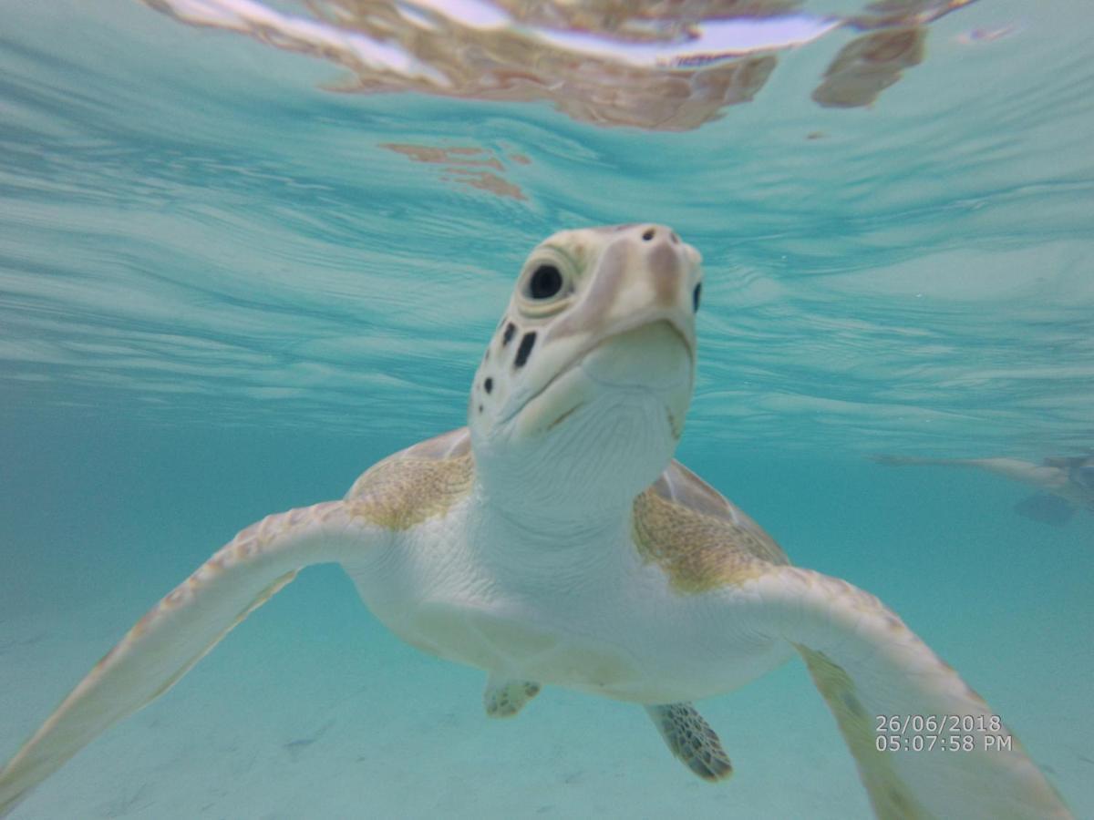Ferienwohnung Turtles Nest Bahamas George Town Exterior foto
